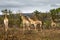 A tower of giraffes walking through an African national park