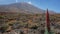 The tower of jewels flower known also as Echium wildpretii or Tajinaste Rojo with Pico del Teide in the background