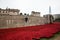 Tower of London Memorial Poppies