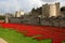 Tower of London memorial poppy display.