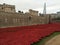 Tower of London poppies