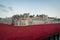 Tower of London Poppy Display