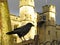 Tower of London raven