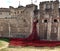 Tower of London WW1 poppy memorial
