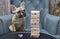 A tower made of wooden blocks and a bulldog dog carefully examining the pyramid.