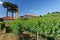 Tower Pine Tree and Vineyards Bento Goncalves