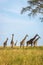 A tower Rothschild`s giraffe  Giraffa camelopardalis rothschildi in a beautiful light, Murchison Falls National Park, Uganda.