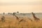 A tower Rothschild`s giraffe  Giraffa camelopardalis rothschildi in a beautiful light at sunrise, Murchison Falls National Park,