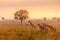 A tower Rothschild`s giraffe  Giraffa camelopardalis rothschildi in a beautiful light at sunrise, Murchison Falls National Park,