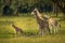 A tower Rothschild`s giraffe with a newborn  Giraffa camelopardalis rothschildi standing at a waterhole, Lake Mburo National Par