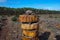 Tower of Wood on Clearcut area in the forest with pine trees cut down as a form of deforestation contributing to climate change..