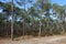 Tower of Wood on Clearcut area in the forest with pine trees cut down as a form of deforestation contributing to climate change.