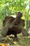 A towering Aldabra giant tortoise