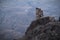 Towering amidst Caucasus. Ossetian tribal tower on top of a rocky mountain in Fiagdon Gorge of North Ossetia-Alania