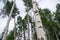 Towering Aspen Trees in the Rocky Mountains of Colorado