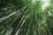 Towering Bamboo Forest in Hawaii