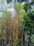 towering bamboo trees nestled within the garden