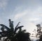 towering banana tree in front of the house