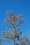 TOWERING BRANCHES WITH DRYING LEAVES AGAINST BLUE SKY