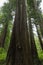 The towering California Redwoods