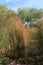 Towering cattails surrounding a pond in a desert wetland oasis in Arizona