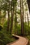 Towering Cedars