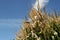 Towering cornstalks reaching to a blue Autumn sky