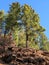 Towering evergreens on the hilltop