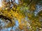 Towering Golden Autumn Trees in the Woods