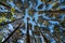 Towering high overhead plantation pine trees converge skyward