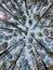 Towering high Pine trees look tall from below