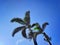 Towering palm tree with green leaves on blue sky background