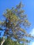 Towering Pine Tree