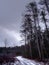 Towering Pines above a snow covered road