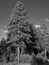 Towering Ponderosa Pine Tree