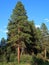 Towering Ponderosa Pine Tree