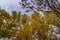 Towering poplar trees at tree farm in Berlin Germany during fall season, fall in Berlin Germany, amazing trees in the capital city