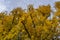 Towering poplar trees at tree farm in Berlin Germany during fall season, fall in Berlin Germany, amazing trees in the capital city