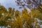 Towering poplar trees at tree farm in Berlin Germany during fall season, fall in Berlin Germany, amazing trees in the capital city