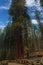 Towering Redwood trees along the Sherman Trail in Sequoia National Park, in the summer, in California