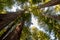 Towering Redwood Trees in Redwood National Park