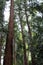 Towering Redwood Trees in Seattle, Washington