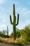 Towering saguaro cactus in the hills of sonora desert in arizona southwestern united states with native grasses in sun