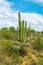 Towering saguaro cactus or mexican plant with blue sky background in desert in sabino national park in sunlight
