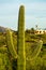 Towering saguaro cactus with visible spikes and ridges with a green plant texture and hazy blue and white sky background