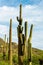 Towering saguaro cactuses in the parks of sabino nation recreation and reserve area in arizona sonora desert in sun