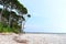 Towering Sea Mohua Trees against Clear Blue Sky at Sandy Beach - Natural Landscape - Laxmanpur, Neil Island, Andaman, India