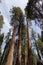 Towering Sequoias - Sequoia Park, California