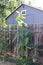 Towering Sunflower on a fence