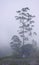 A Towering Tall Tree and a Place of Worship in Misty Climate in Suriyanelli, Kerala, India